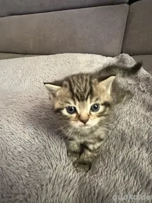 BKH kitten abzugeben 