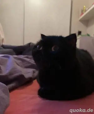 Katze abzugeben dringend 
