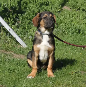 Holly (m) - Für Immer Körbchen gesucht