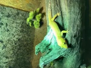Leopardgecko einjährig 