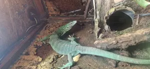 Varanus Prasinus 1.1 (Adultes Pärchen)