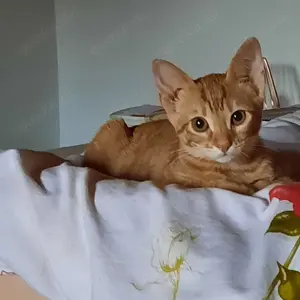  Pflegestelle ab Juni gesucht für junge Katzenmama & ihre 4 Babys 