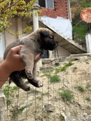 kangal welpin