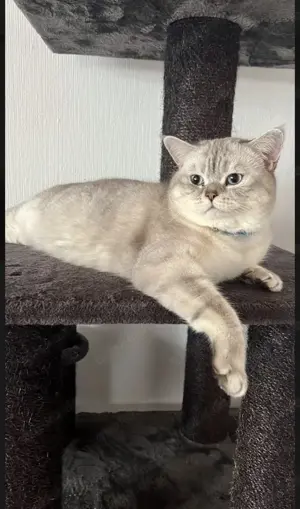 BKH Deckkater silver shaded point