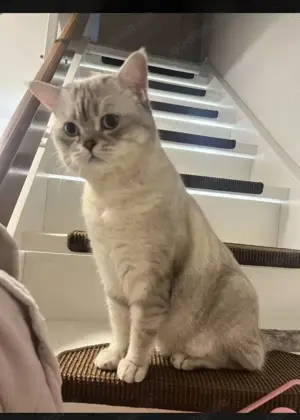 BKH Deckkater silver shaded point