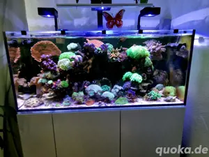 Meerwasseraquarium