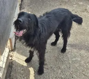 Bezaubernde Sadie stellt sich vor