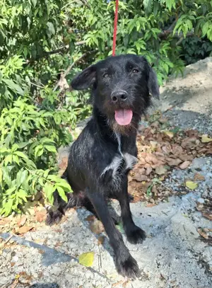 Bezaubernde Sadie stellt sich vor Bild 5