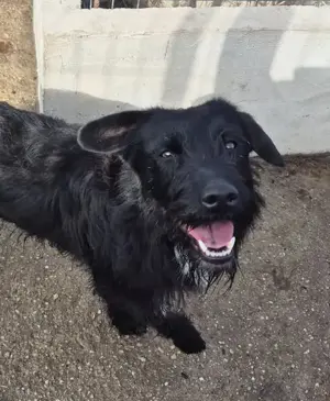 Bezaubernde Sadie stellt sich vor Bild 3