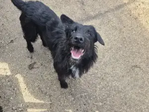 Bezaubernde Sadie stellt sich vor Bild 2