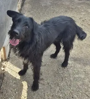 Bezaubernde Sadie stellt sich vor Bild 4