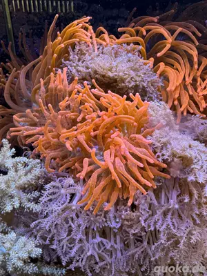 2 großte Kupferanemonen, ca 20 cm Durchmesser