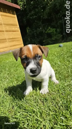 Jack Russell Welpen 
