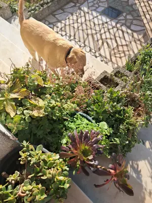  Werden Sie es schaffen Gors Charme zu widerstehen? Bild 4