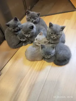 Britische kurz h.Kitten Bkh