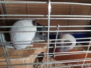 verkaufe Chinchillas 