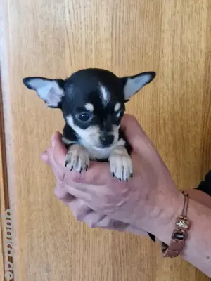 chihuahua welpen 