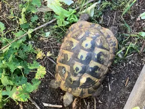 Griechische Landschildkröten (Testudo hermanni) Bild 5