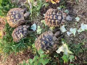 Griechische Landschildkröten (Testudo hermanni) Bild 6