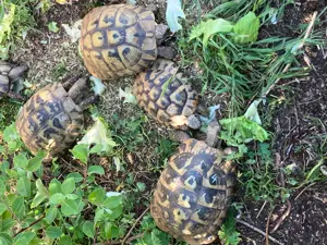 Griechische Landschildkröten (Testudo hermanni) Bild 7