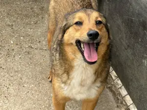 Hündin 028411 sucht ihr Zuhause