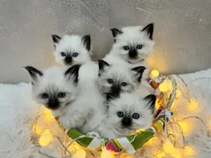 Heilige Birma Kitten