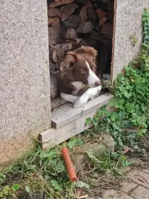 Wurfankündigung Border Collie