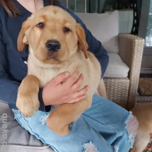 labrador welpen