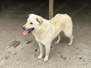 Hündin 028407 sucht ihr Zuhause