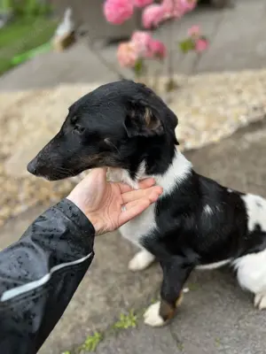 Junger Foxterrier Rüde sucht liebevolles Zuhause 