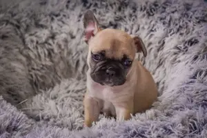Französische Bulldoggen Welpen 
