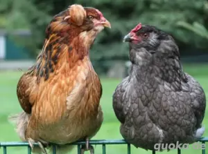 Araucana Hühner jung Hennen reinrassig 
