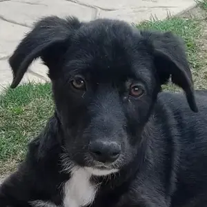 Taxo, geb. ca. 12 2024, lebt in GRIECHENLAND, auf einer privaten Pflegestelle 