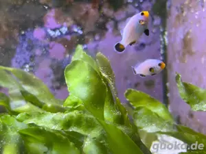 clownfisch Nachzuchten meerwasser aquarium