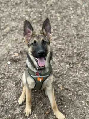 Deutscher Schäferhund  Loki  sucht erfahrenes Zuhause