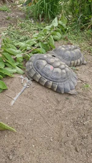2 weibliche Breitrandlandschildkröten