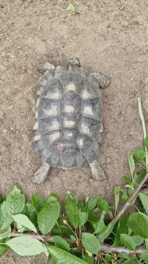 2 weibliche Breitrandlandschildkröten Bild 2