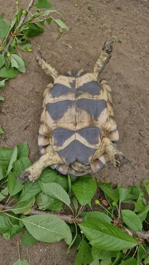 2 weibliche Breitrandlandschildkröten Bild 4