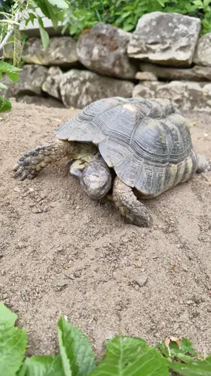 2 weibliche Breitrandlandschildkröten Bild 3