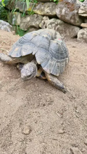 2 weibliche Breitrandlandschildkröten Bild 6