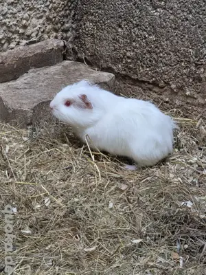 meerschweinchen Albino Männchen 