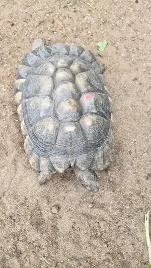 2 weibliche Breitrandlandschildkröten Bild 7