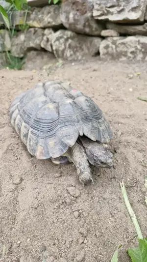 2 weibliche Breitrandlandschildkröten Bild 9