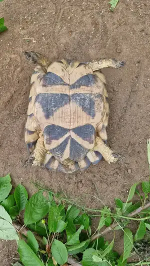 2 weibliche Breitrandlandschildkröten Bild 8