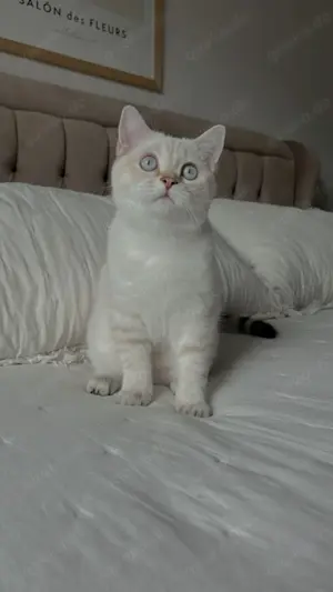 2 Katzen für ein Preis! BKH