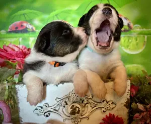 Acht süße Australian Shepherd Welpen reinrassig fast drei Wochen alt 
