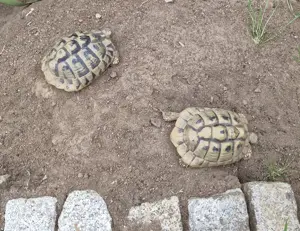 2 weibliche Griechische Landschildkröten