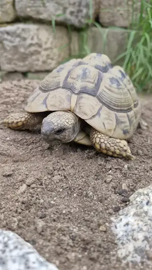 1 weibliche Griechische Landschildkröte Bild 2