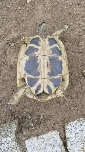 1 weibliche Griechische Landschildkröte Bild 9