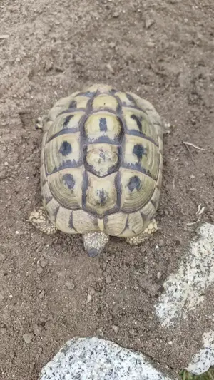 1 weibliche Griechische Landschildkröte Bild 3